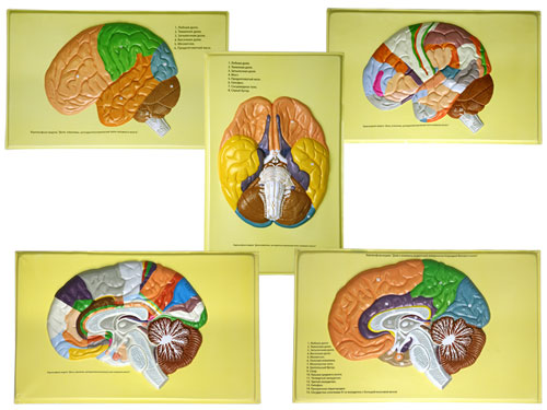 lobes of brain. The Human Brain (lobes,