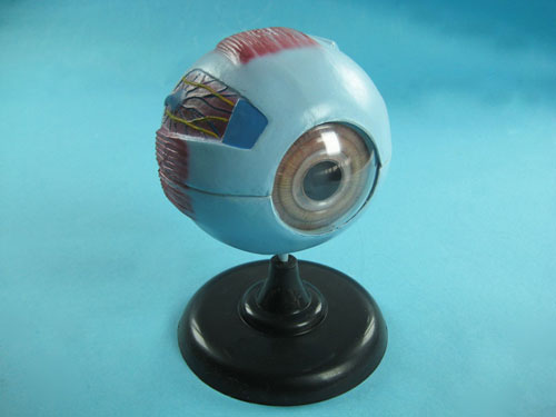 Human Eye Structure Model