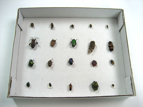 Harmful Insects Specimen Collection