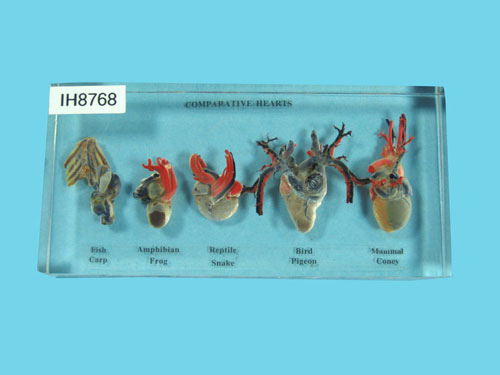 Resin Educational Specimen“Hearts of 5 Vertebrates”