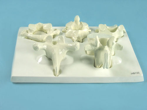 Vertebrae Bone Model Set