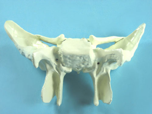 Sphenoid Bone Model