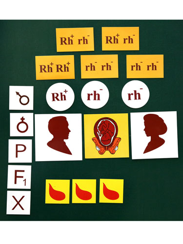 Rh Factor Heredity