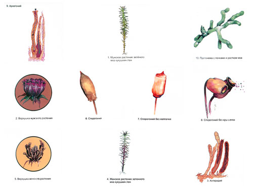 The Reproduction of Moss Magnetic Demonstration Cards