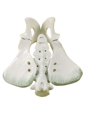 Animal Pelvic Bones Model