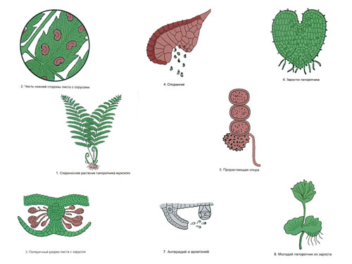 The Reproduction of Ferns Magnetic Demonstration Cards