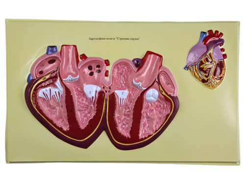 Human Heart Bas Relief Model