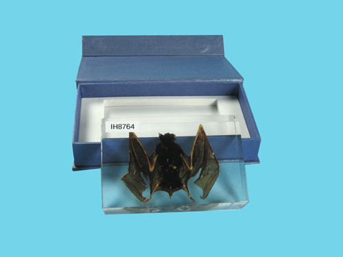 Resin Educational Specimen“Bat Specimen”