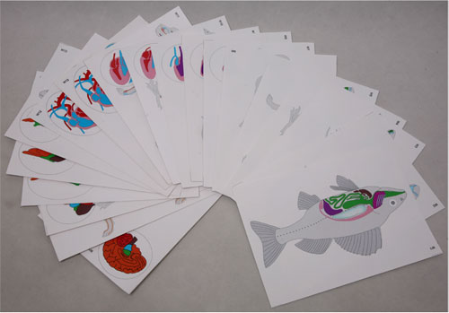 Flash Cards of the Stages of Vertebrate Development