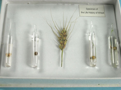 The Life Cycle of Wheat Herbarium