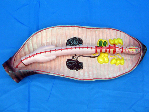 Earthworm Structure Model