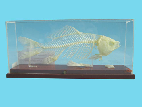 Fish Skeleton Model