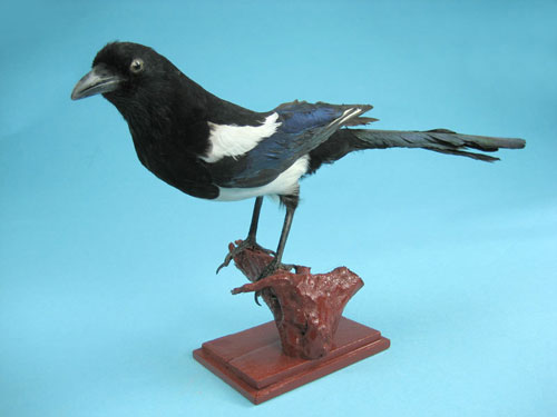 Magpie Specimen