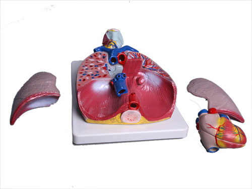 Model of the Lungs and Throat