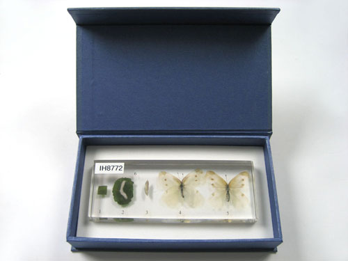 Resin Educational Specimen“The Life Cycle of a White Cabbage Butterfly Collection”