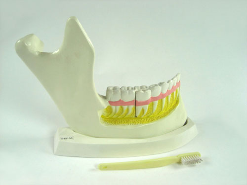 Teeth and Jawbone Structure Model