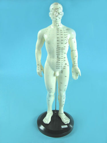 Male Acupuncture Points Model