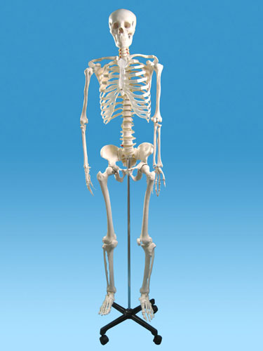 Human Skeleton Model