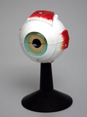 Human Eye Structure Model