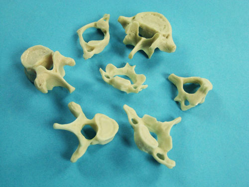 Vertebrae Bone Model Set