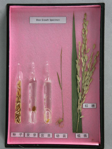 The Life Cycle of Rice Herbarium