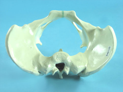 Pelvic Bones