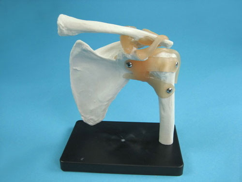 Shoulder Joint Model