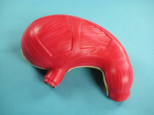 Human Stomach Model