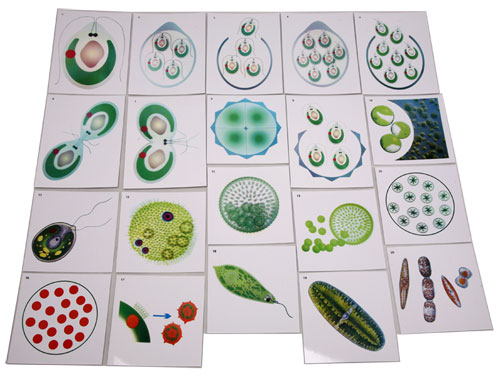 The Reproduction of Single-Cell Algae Magnetic Demonstration Cards