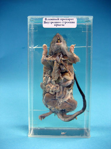 Immersed Rat Dissection