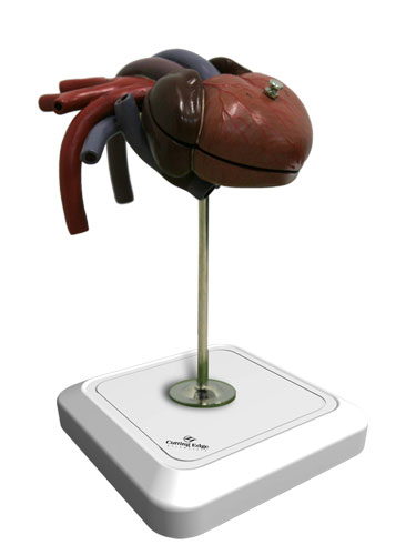 Turtle Heart Model