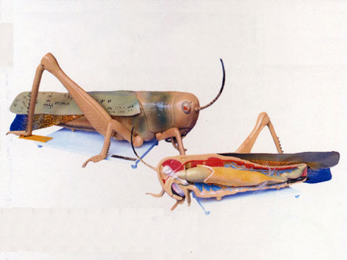 Locust Dissection Model