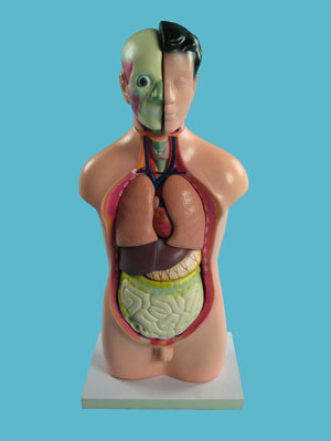 Human Torso Structure Model