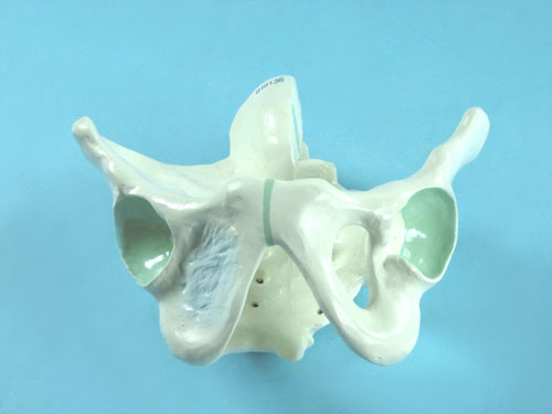 Male Pelvic Bones Model