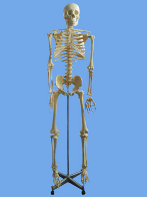 Human Skeleton Model