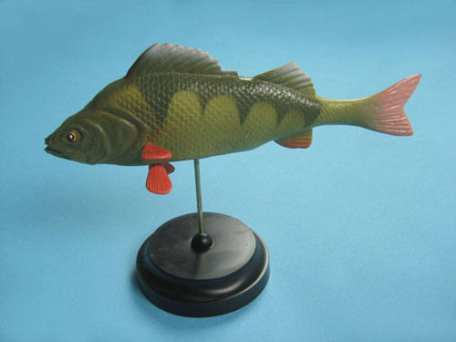 Fish Model