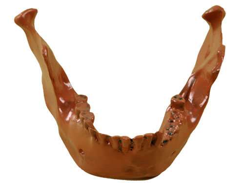 Animal's Teeth & Lower Jaw
