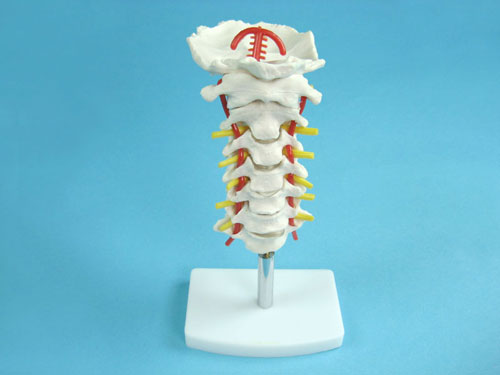 Model of the Upper Spine to the Occipital Bone