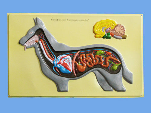 Dog's Internal Structure Bas Relief Model