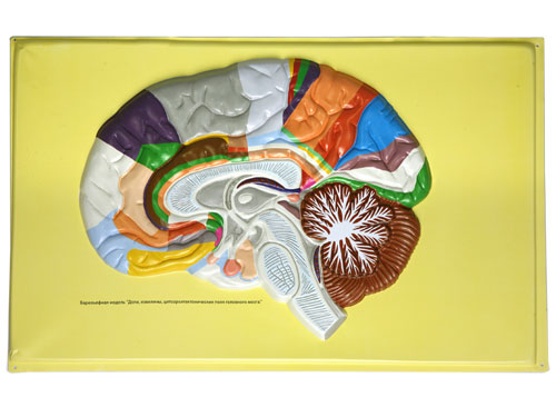 Human Brain Lobes, Bas Relief Model (C)