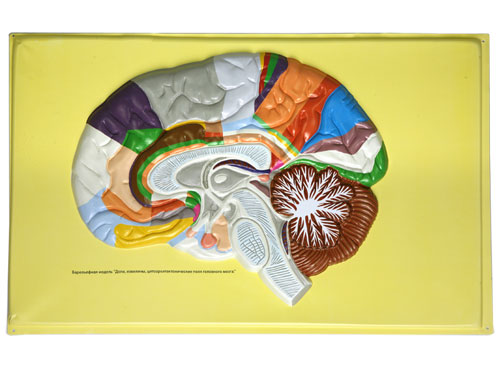 model human brain