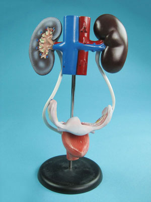 Structure Model of the Female Urogenital System