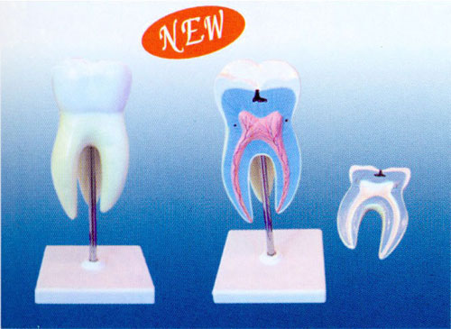 Magnified Incisor Tooth Model