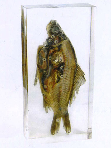 Resin Educational Specimen“Fish”