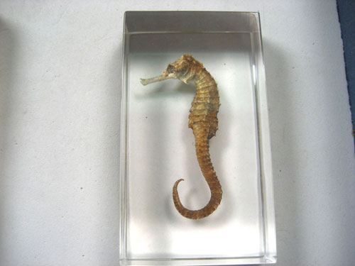 Resin Educational Specimen“Sea Animal Representation Collection”