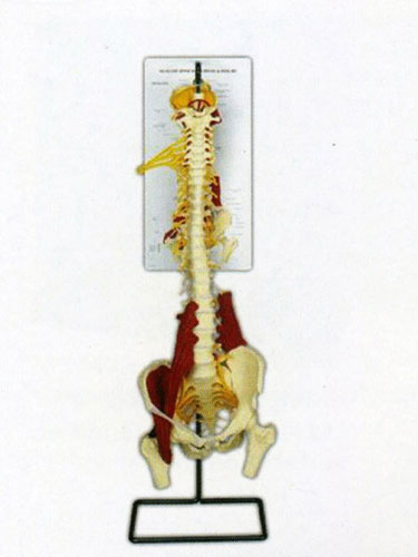 Universal Elastic Model of Vertebrarium