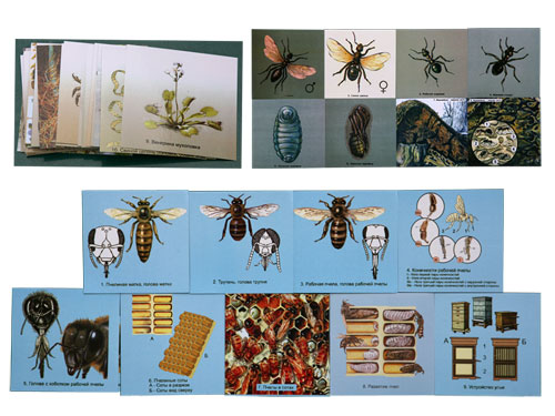 Biological and Insect Environments, Magnetic Demonstration Cards