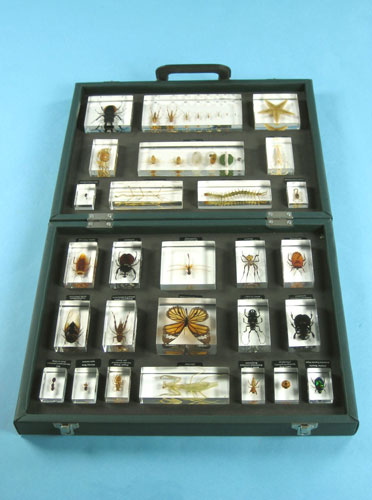 Resin Educational Specimen“Collection of Various Zoological Representations 3”