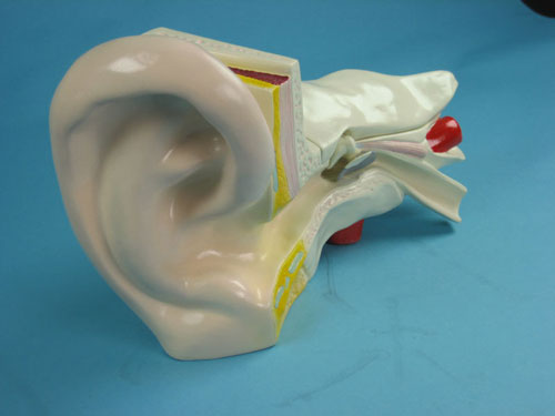 Human Ear Structure Model