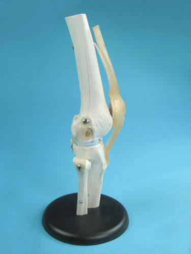 Knee Joint Model with Tendons